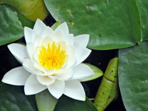 Seerose Schnee-Weiß